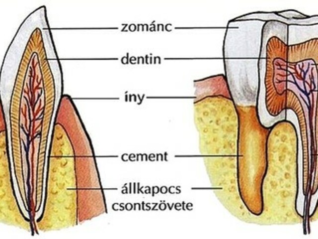 Ember táplálkozása