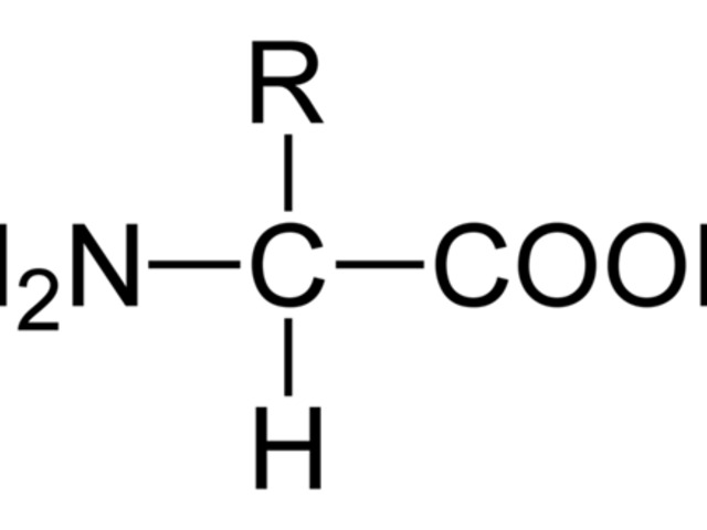 05. Fehérjék