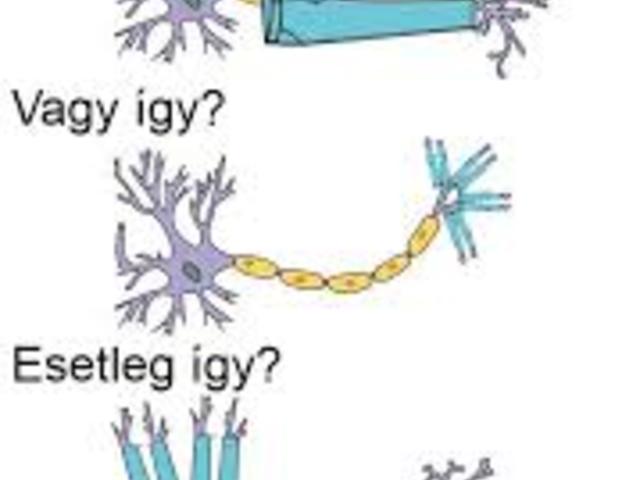 1. összefoglalás_idegi szabályozás alapjai