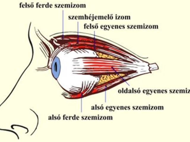 09. Látás