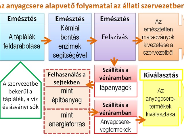 Táplálkozás_összefoglalás