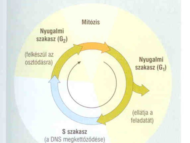 17.1.Sejtciklus ás DNS szintézis