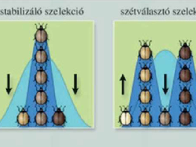 02. Evolúció tényezői