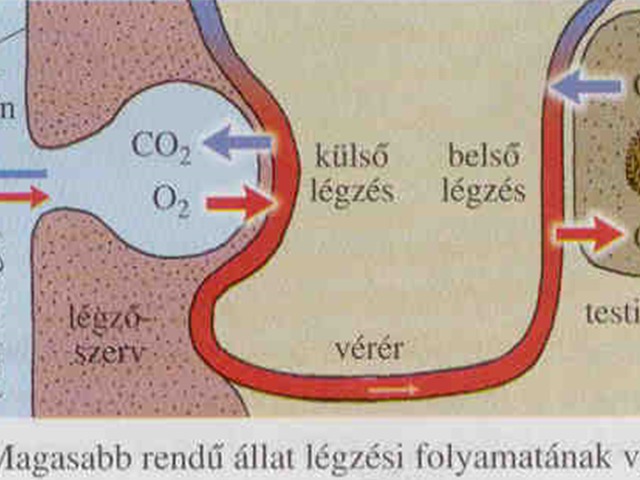 Állatok légzése