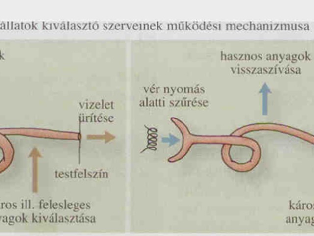 Állatok kiválasztása