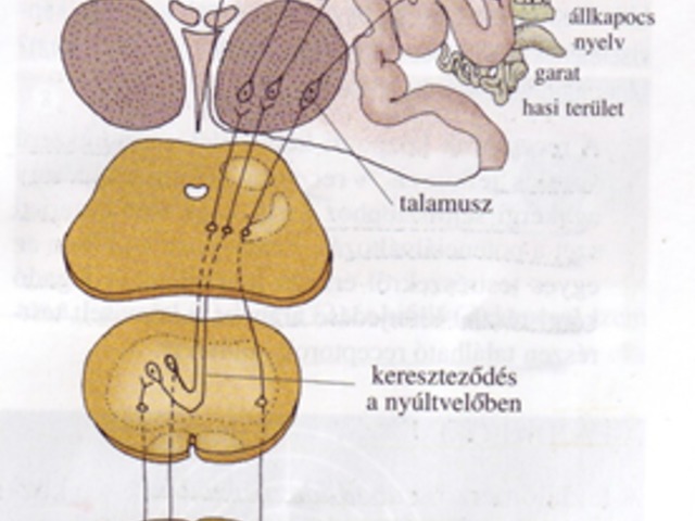 Bőrérzékelés, interoceptorok