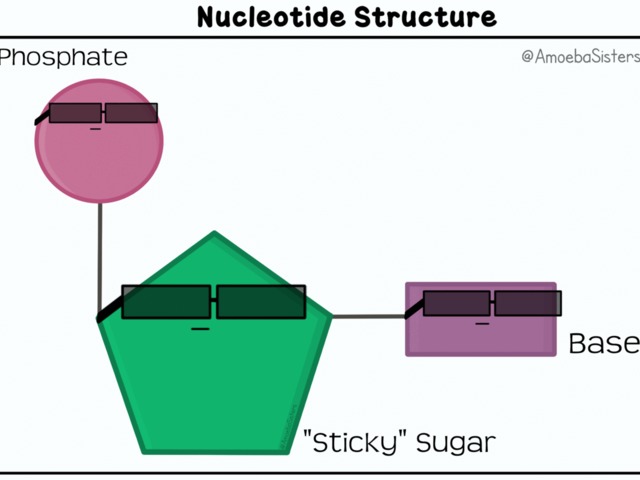 06. Nukleotidok