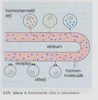 rák hormonális szabályozása