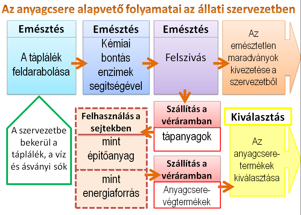 anyagcsere.png