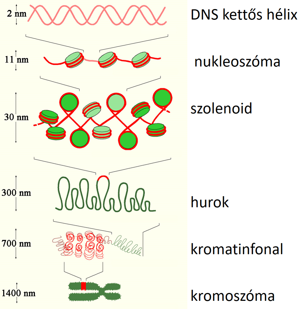 dns_szerk.png