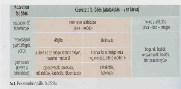 Szalagféreg közvetlen vagy közvetett fejlődés - Kerekférgek fejlődési ciklusa az emberben