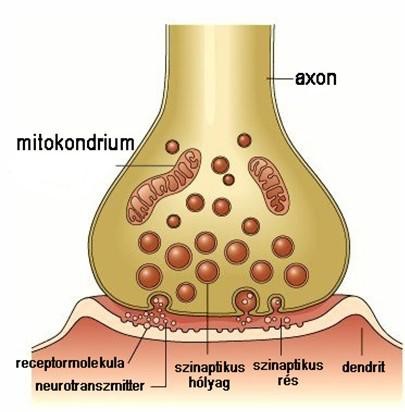 szinapszis.jpg
