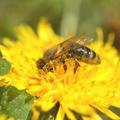 5 kérdés a méh- és darázsméreg allergiáról