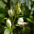 Sas-hegyi orchideák- 2. rész: Fehér madársisak (Cephalanthera damasonium)