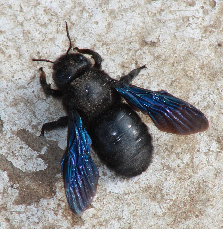 2012_03_01_carpenter_bee_1.JPG