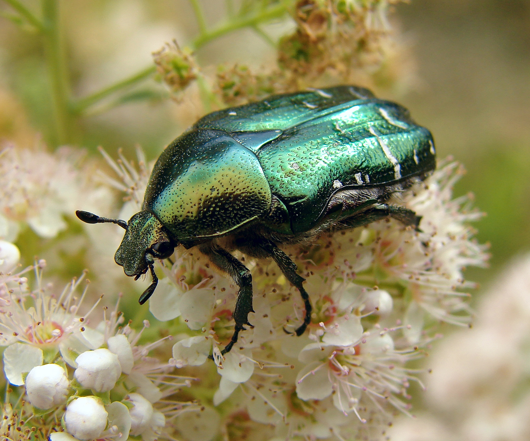 cetonia-aurata.jpg