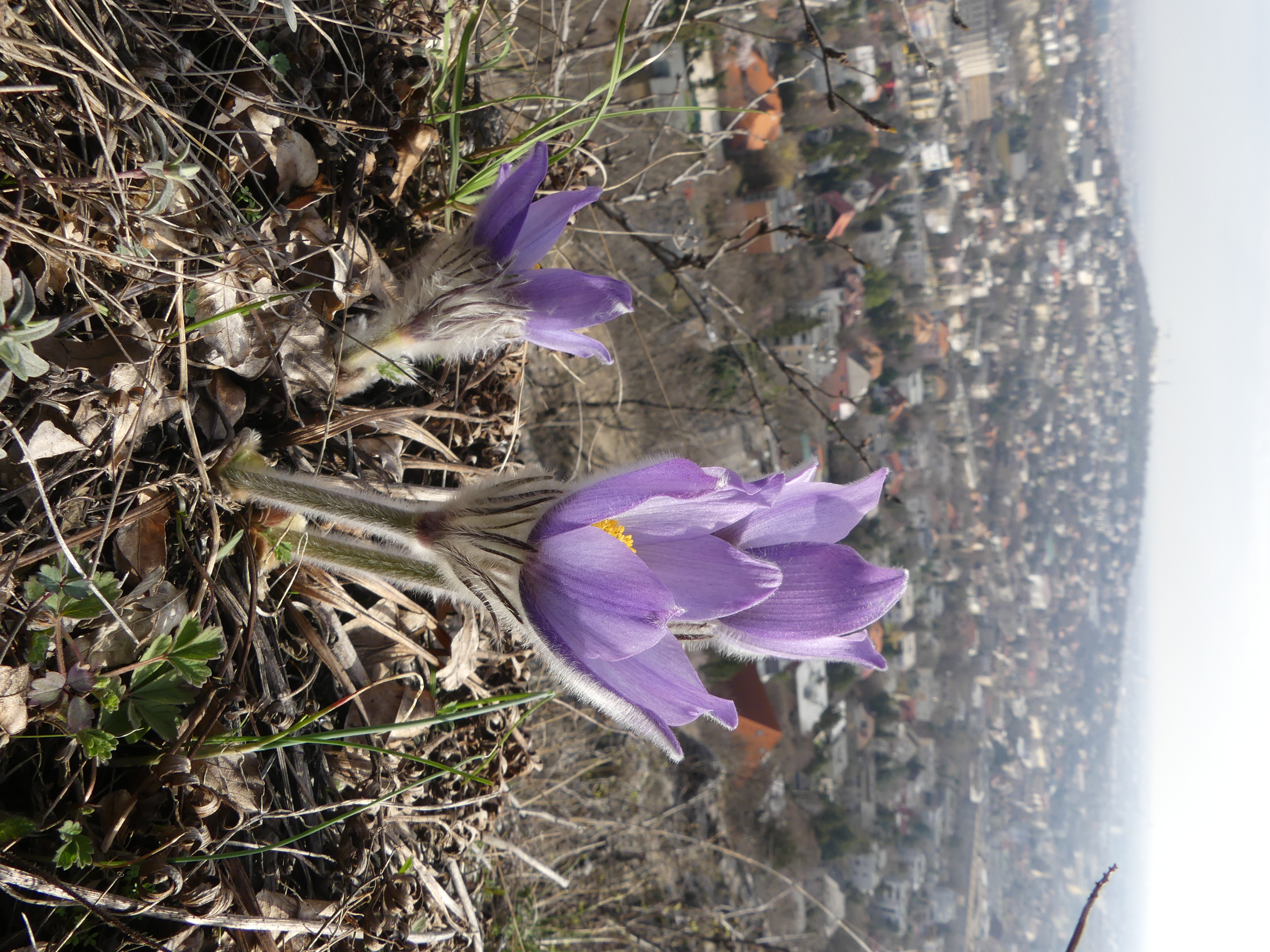 pulsatilla1.JPG