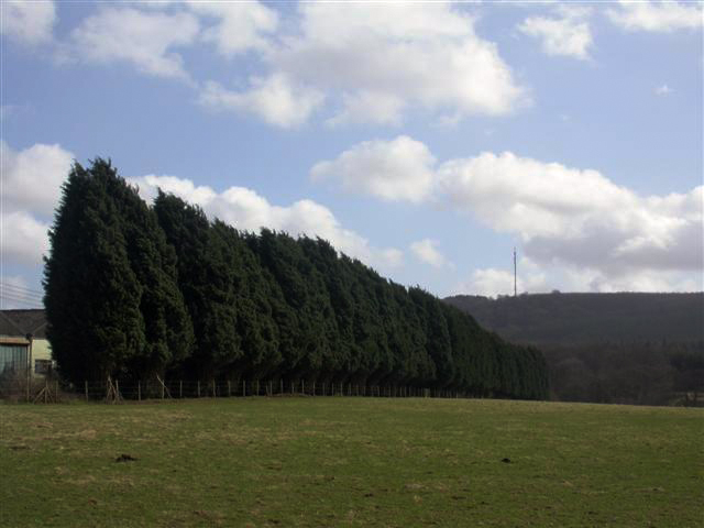 leylandii_geograph_org_uk_146076.jpg