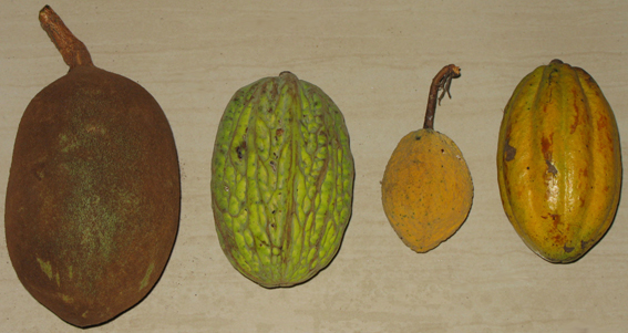 theobroma_fruits.jpg