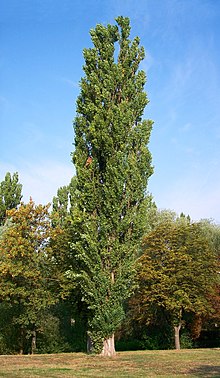 populus_nigra-bekes.jpg