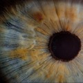 Edényben nőtt retinák kukucskáltak a kutatókra