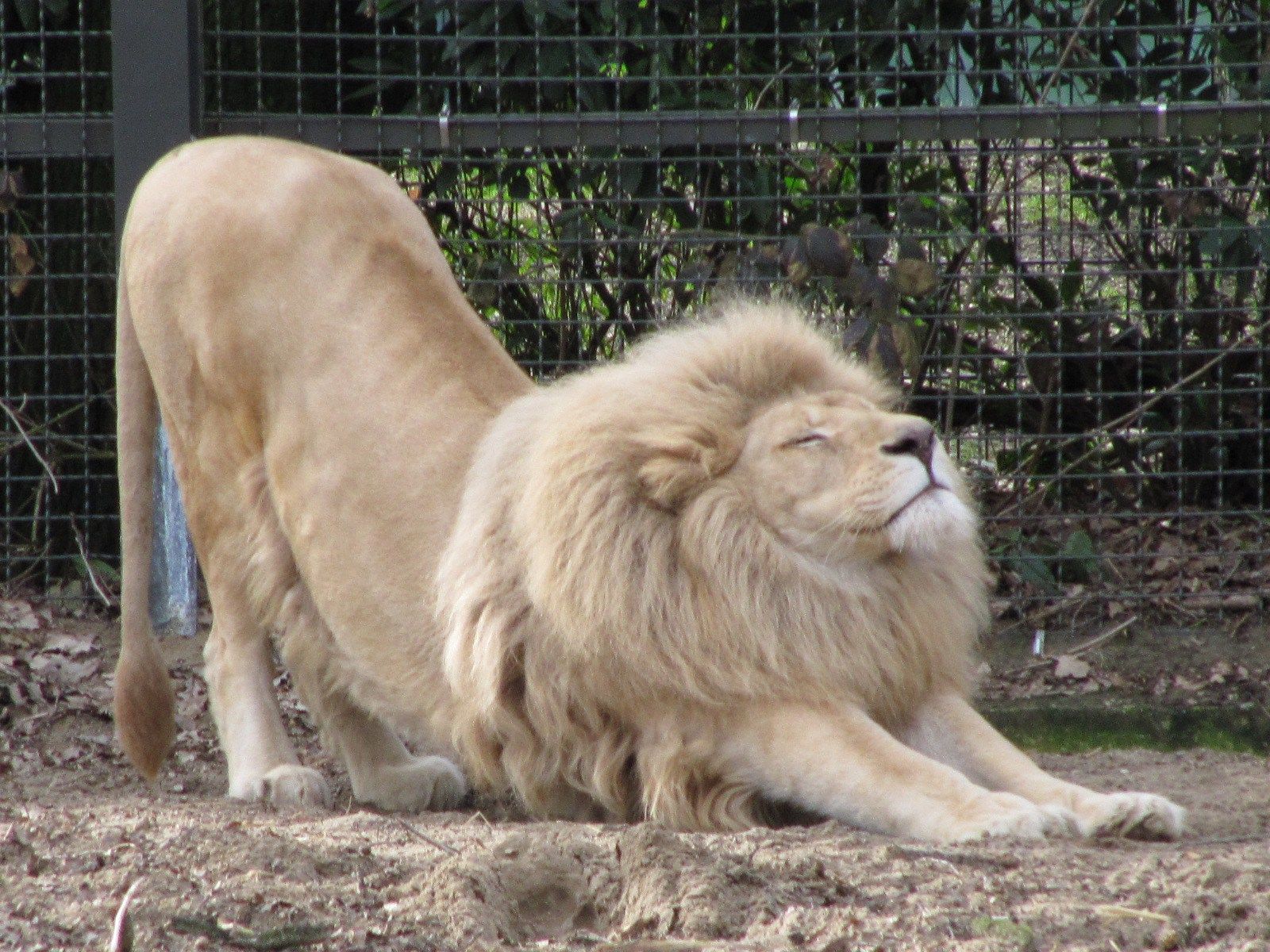 lion_stretching_at_ouwehands_2010_1.jpg