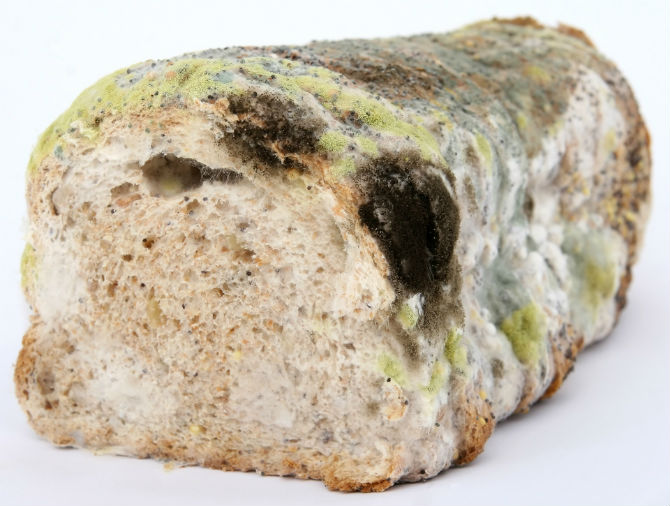 bread-mold.jpg