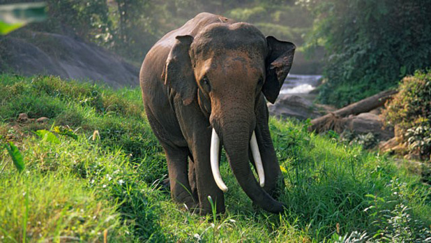 121019elephant3.jpg