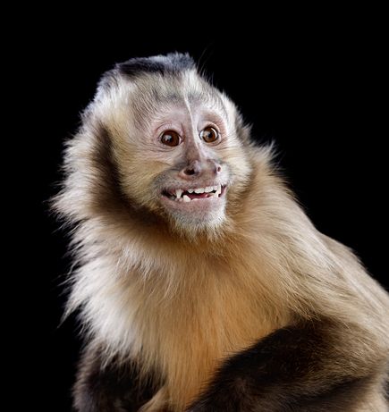 capuchin.jpg