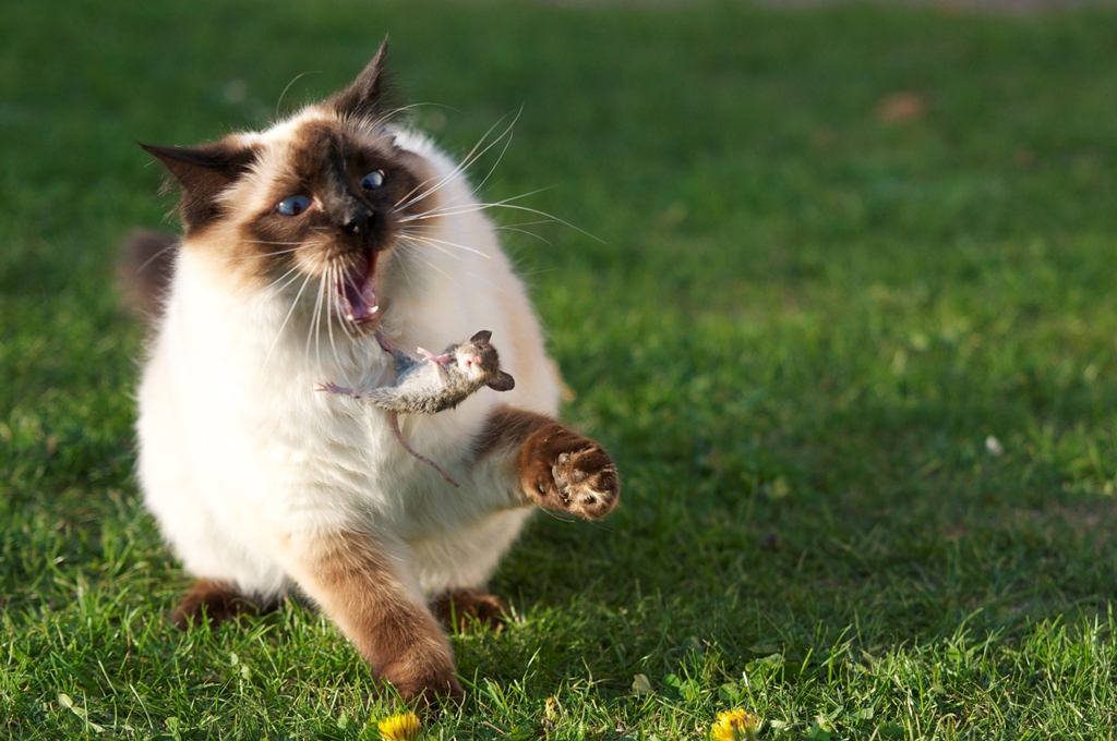 large_siamese_cat_tosses_a_mouse.jpg