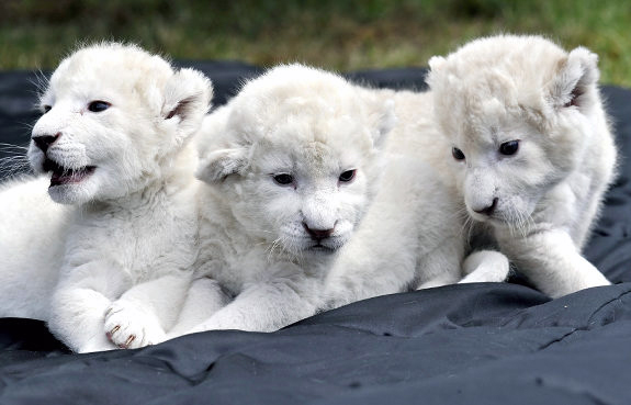 most-expensive-pets-in-the-world-white-lion-cubs.jpg