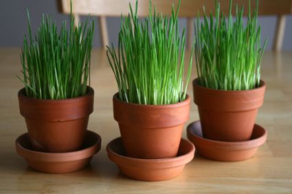 How-to-Grow-Wheatgrass.jpg