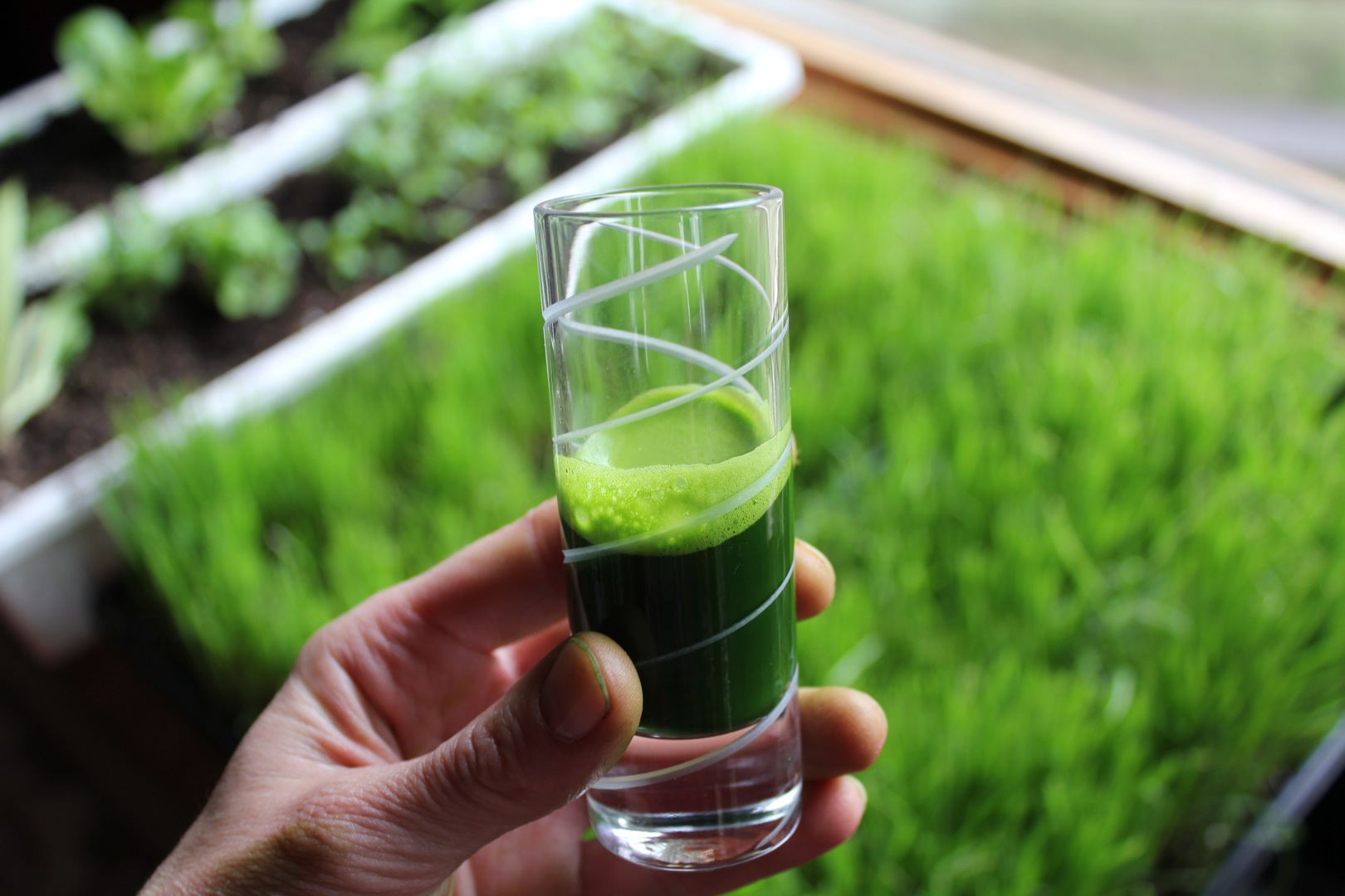 wheatgrass-juice2.jpg