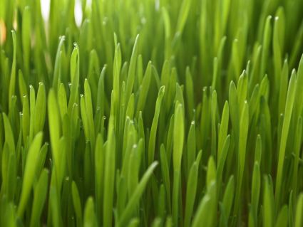 wheatgrass2.jpg