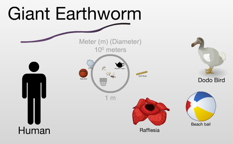 giant-earthworm.jpg