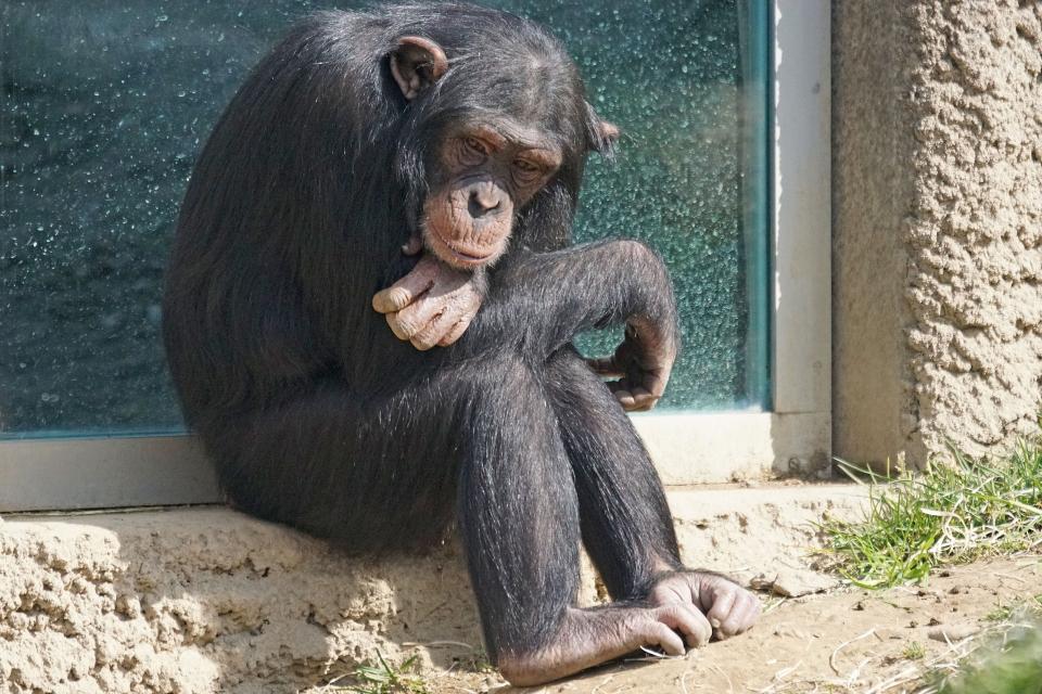 chimpanzee-1273601_1920.jpg