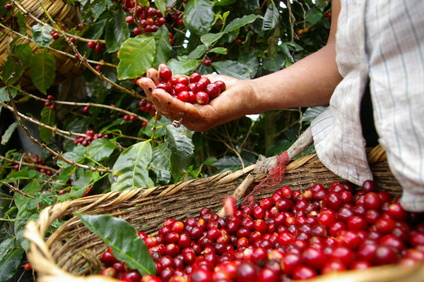 better_coffee_harvest_0.jpg