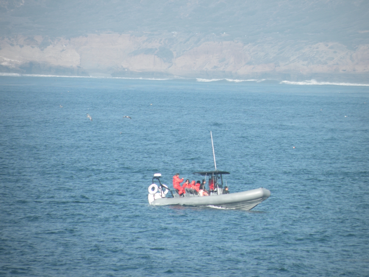 whale whatching 