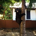 Vegre megerkezett a kedvenc majmom :-)