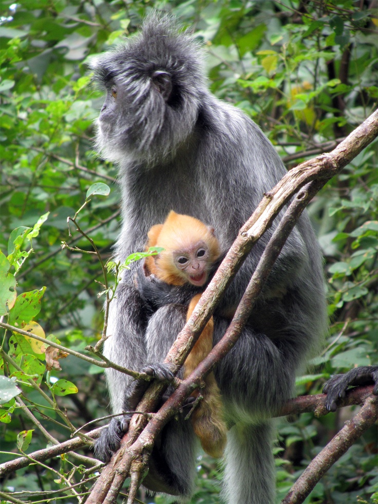 Bako National Park