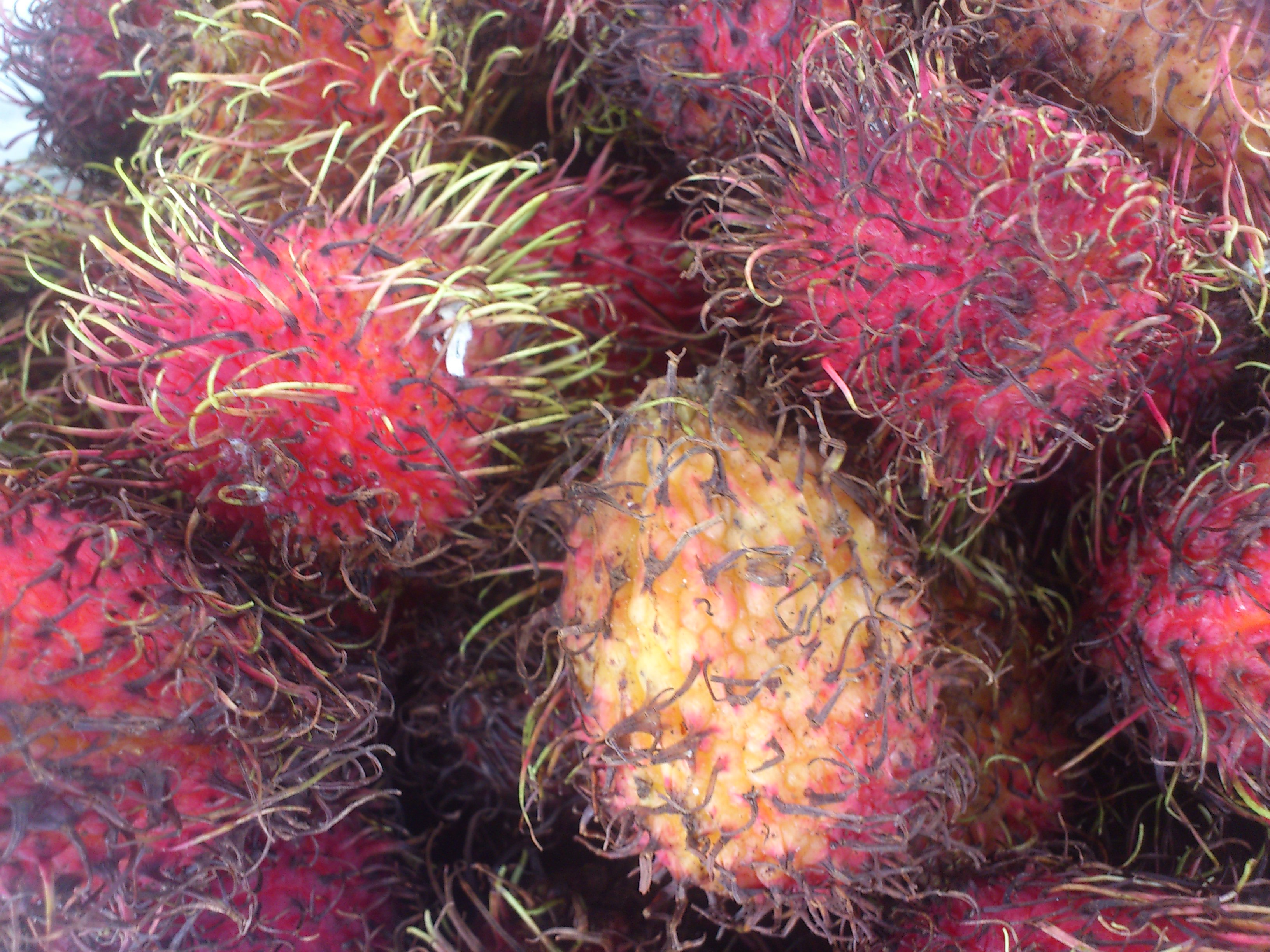 Rambutan