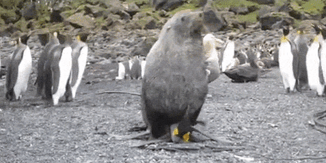 20141118foka-pingvin.gif