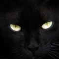 A fekete macska gyógyító génje