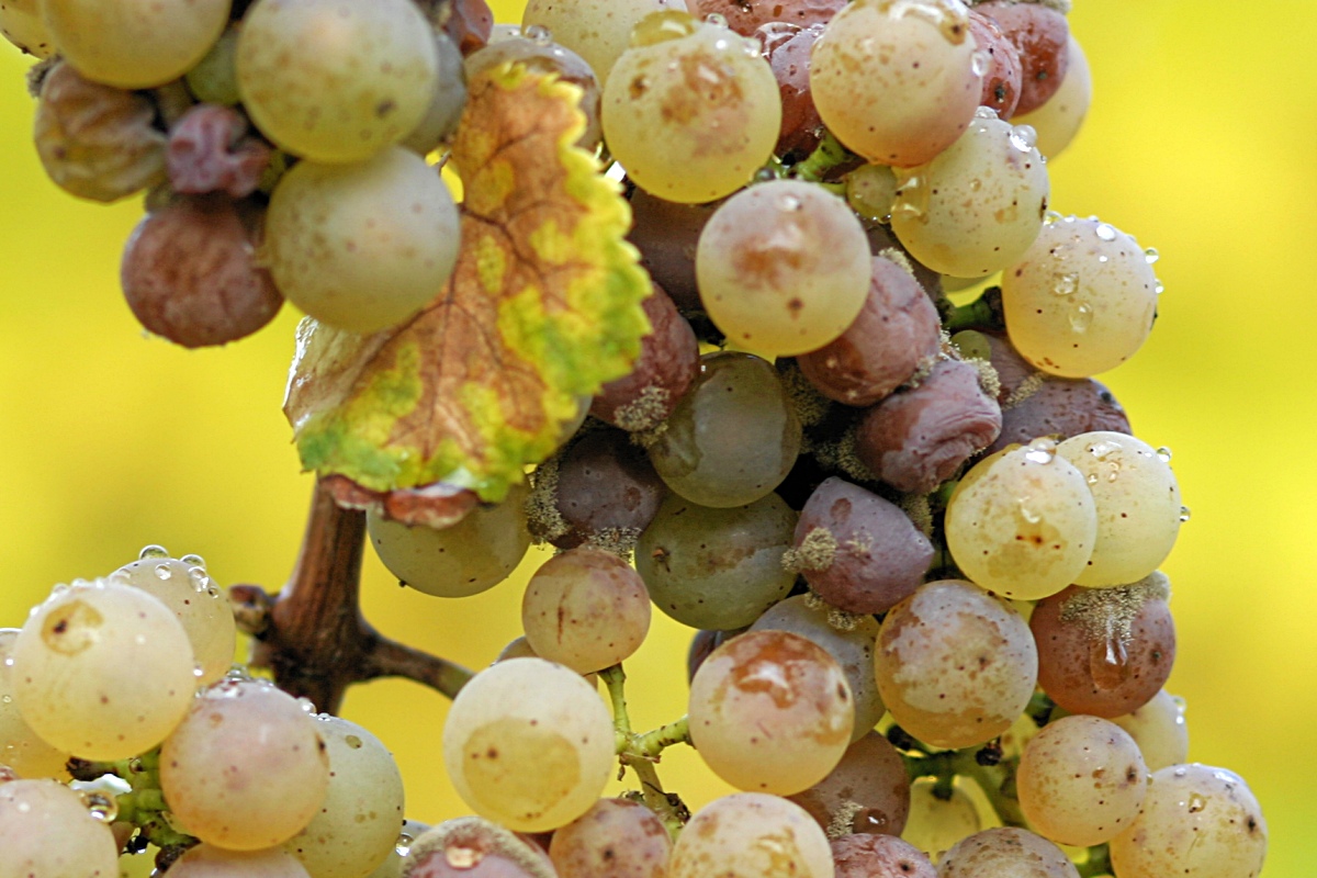 botrytis_riesling.jpg