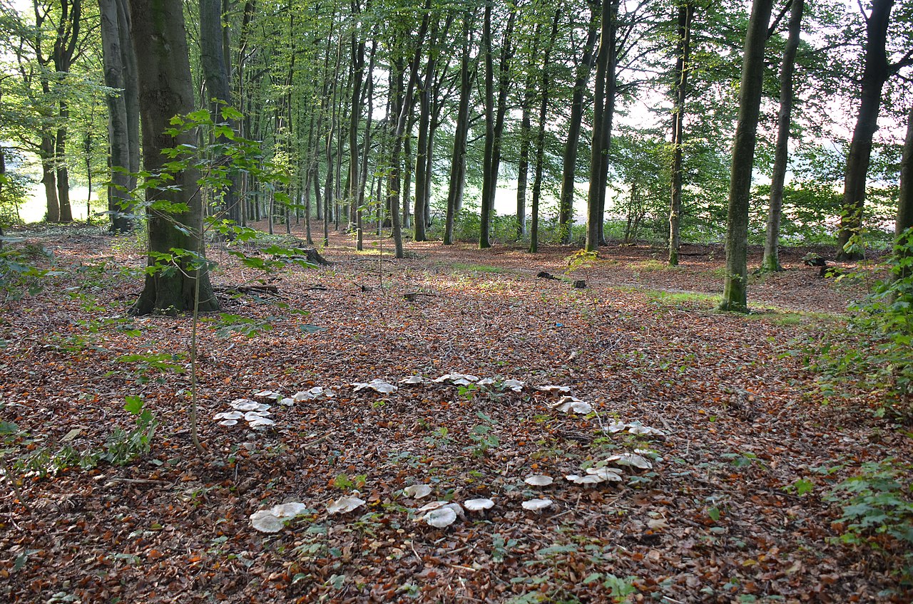 clitocybe_nebularis_syn_lepista_nebularis_gb_clouded_funnel_syn_clouded_agaric_d_nebelgrauer_trichterling_syn_nebelkappe_f_clitocybe_nebuleux_nl_nevelzwam_white_spores_along_the_bakenbergsew.jpg