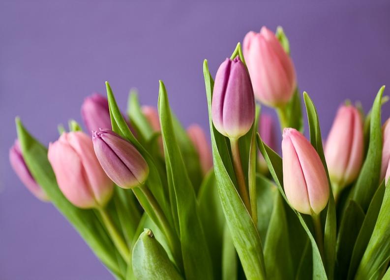 tulipancsokor1.jpg