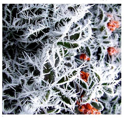 The ice flowers - A jég virágok.JPG