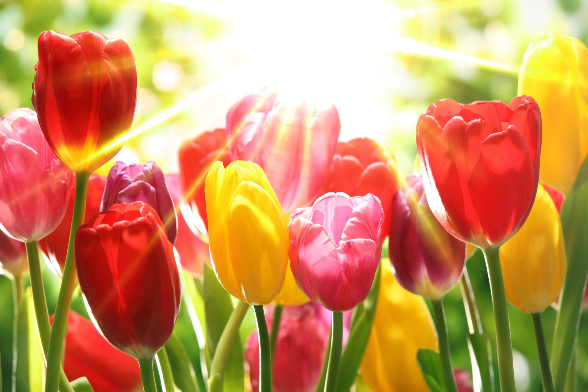 colourful-tulipa-szinpompas-tulipanok-5687091271.jpg