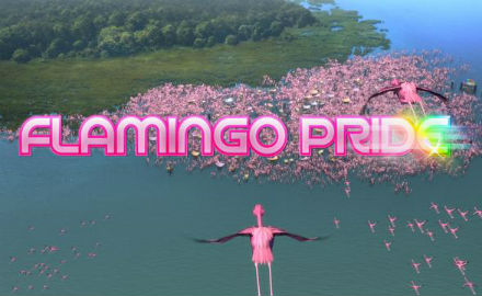 flamingo_pride_kep.jpg