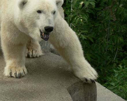 gyg_greenpeace_bp_savethearctic_06.jpg